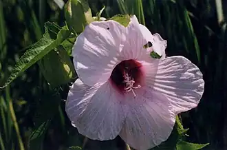 Hibiscus laevis.