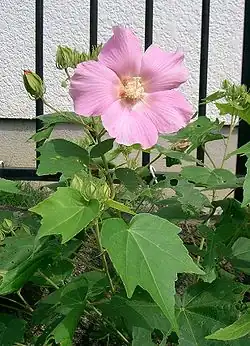 Hibiscus mutabilis.