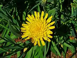 L'épervière faux bupièvre (Hieracium bupleuroides&nbsp;(it))