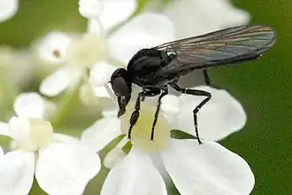 Hilara interstincta.