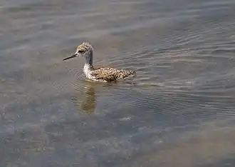 Poussin dans la lagune de Venise.