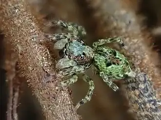 Description de l'image Hinewaia embolica.jpg.