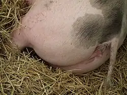 Arrière train culard d'un porc piétrain.