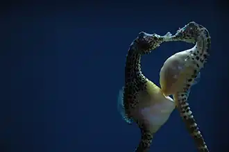 Hippocampus abdominalis (accouplement)