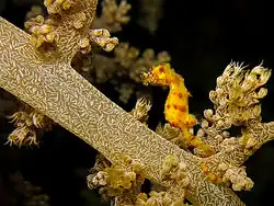 Hippocampus waleananus