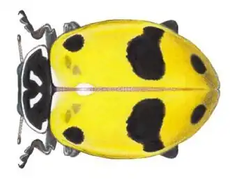 Description de l'image HippodamiaGlacialis.jpg.