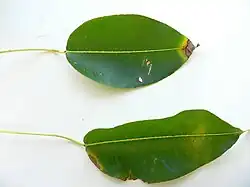 Deux feuilles de mancenillier, en Guadeloupe.