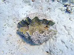 Hippopus hippopus vivant, vu du dessus.