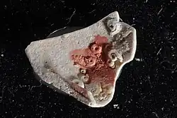 Description de l'image Hippothoa (YPM IZ 088054).jpeg.