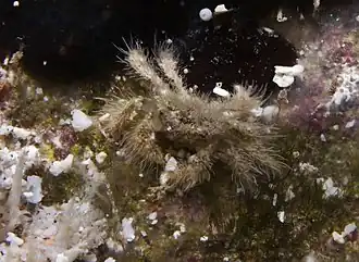 Hirsutodynomene spinosa (Dynomenidae)