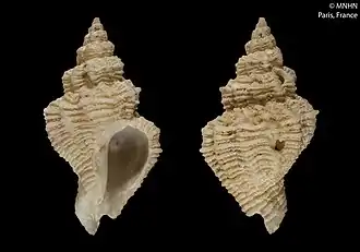 Description de l'image Hirtomurex marshalli (MNHN-IM-2000-20235).jpeg.