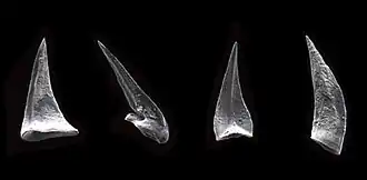 Description de l'image Histiodella.jpg.