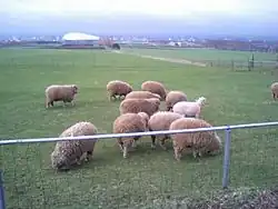 Des moutons à l'observatoire de Hitsujigaoka.