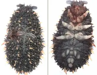 Description de l'image Holacanthella.jpg.