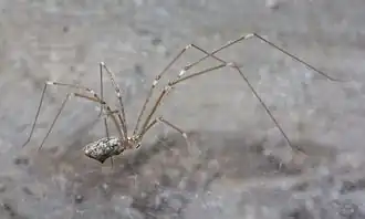 Description de l'image Holocnemus hispanicus - 01.jpg.