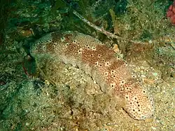 Holothuria hartmeyeri