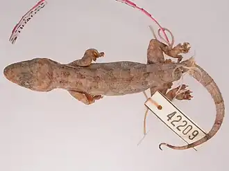 Description de l'image Holotype Hemidactylus pseudomuriceus.jpg.
