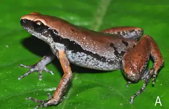 Description de l'image Holotype of Micryletta aishani.png.