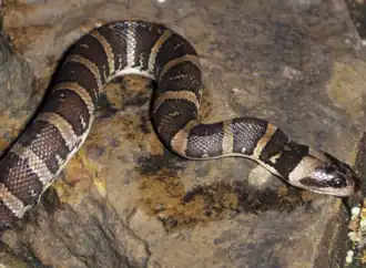 Description de l'image Homalopsis mereljcoxi.png.