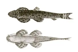 Description de l'image Homaloptera maculata Day Mintern 122.jpg.