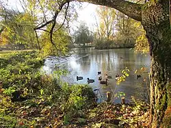 Un coin de l'étang.