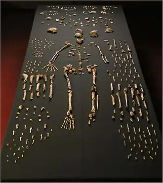 Photo des ossements d'Homo naledi étalés sur une table noire