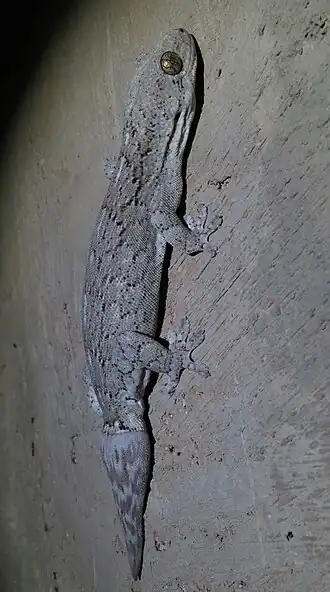 Description de l'image Homopholis arnoldi.jpg.