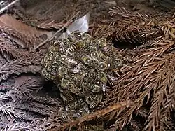 Abeilles asiatiques japonaises formant une « boule d'abeilles » dans laquelle deux frelons (Vespa simillima xanthoptera) sont englués et chauffés (défense par hyperthermie).Yokohama (Japon).
