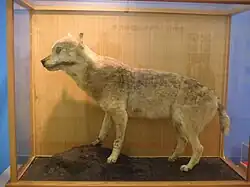 Spécimen naturalisé conservé au musée préfectoral d’histoire naturelle de Wakayama.