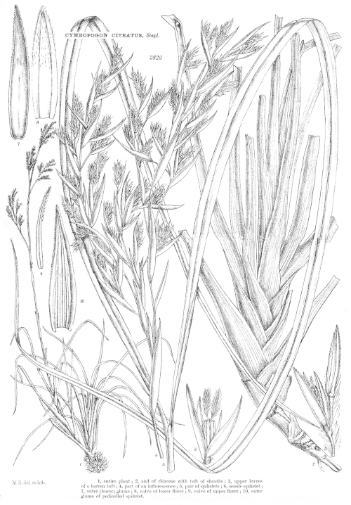 Détail d'une planche botanique illustrant bien pourquoi le genre a été baptisé Cymbopogon (« petit bateau barbu »)