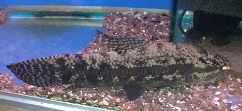 Hoplias macrophthalmus.