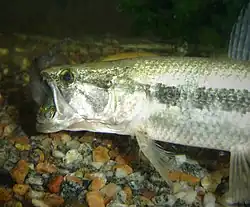 Ce poisson, le Traíra ou Hoplias malabaricus est un redoutable poisson-tigre. Il est muni de dents jusque dans son palais. On le trouve depuis le  Mexique jusqu'au río de la Plata. C'est une star de la pêche sportive. La violence avec laquelle il se rue sur tout type de proie est vraiment spectaculaire. Il peut atteindre un poids de 4 kilos.