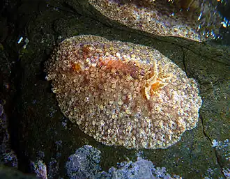 Carminodoris grandiflora