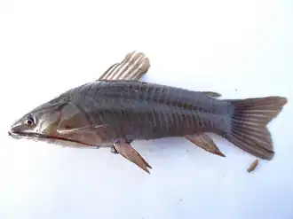 Description de l'image Hoplosternum magdalenae.png.