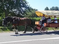 Shire tractant une charrette de touristes près de Carnac.