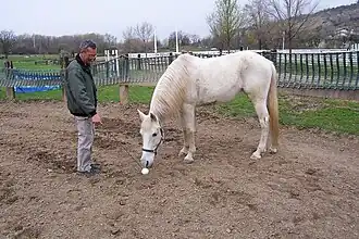 Un cheval blanc renifle un objet placé devant lui par un homme.