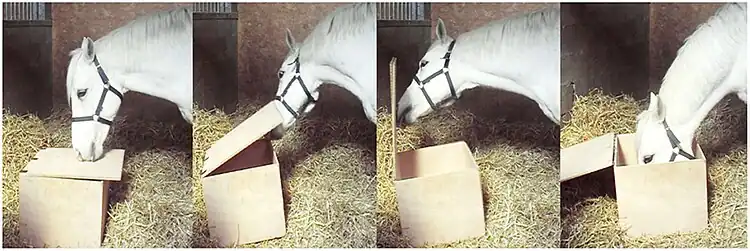 Suite de protographies montrant la tête d'un cheval gris qui ouvre une boîte avec son nez