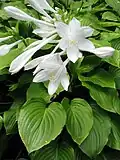 Hosta plantaginea.