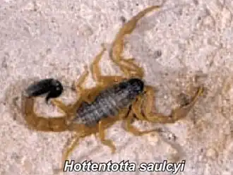 Description de l'image Hottentotta saulcyi.jpg.