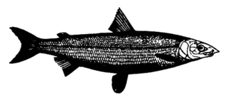 Description de l'image Houting-PD.png.