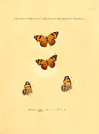 Description de l'image Hubner1821SammlExotSchmett2Plate35.jpg.