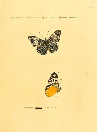 Description de l'image Hubner1821SammlExotSchmett2Plate40.jpg.