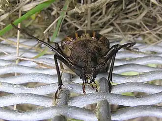 Description de cette image, également commentée ci-après