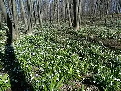 la réserve botanique Hulbyshche,