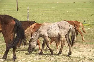 Un petit cheval gris et noir assez maigre dans un troupeau