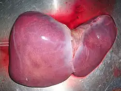 Description de l'image Human Hepar.jpg.