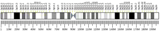 Chromosome 3 humain