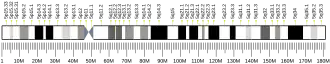Chromosome 5 humain