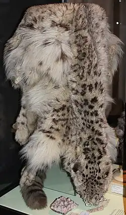 Peau de panthères des neiges