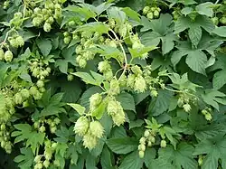 Humulus lupulus var. lupuloides.